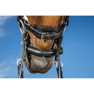 Protetor de neoprene para cavalos Dy'on image-1