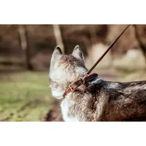 Collar de perro de cuero plano Dy'on image-1
