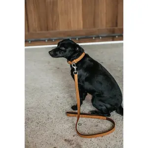 Trela de cão Dy'on Basket image-1