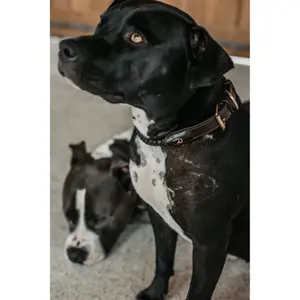 Braided dog collar Dy'on image-2