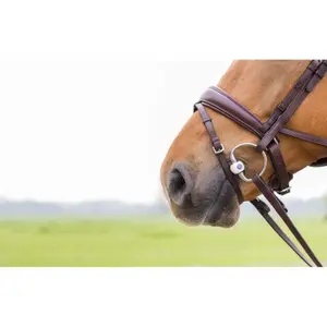 Mors oliva per cavallo a cannon mullen Trust Inno Sense 20 image-3
