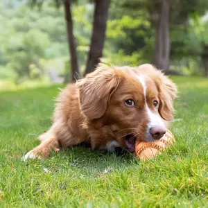 Jouet Ταΐσματος Για Σκύλους Ebi Nibble me Rugby image-2