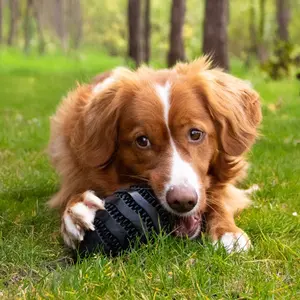 Jouet Ταΐσματος Για Σκύλους Ebi Nibble me Rugby image-1