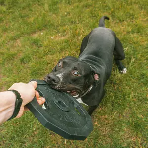 Hundespielzeug in Form einer Hantel Ebi For The Gainz image-3