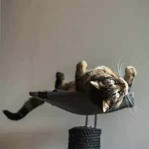 Kattenboom Ebi Iwaki image-2