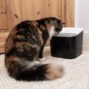 Wasserspender Ebi Manoa image-2