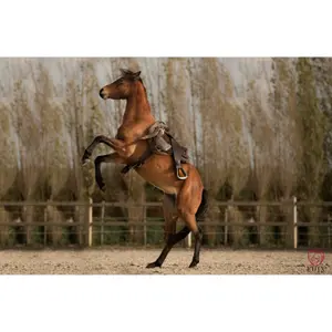 Riding mat for horses Edix Saddles Broncho BBP image-2