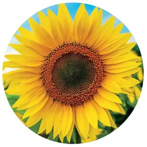 800 piece puzzle Educa Girasol image-1