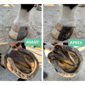 Dry hoof ointment for horses Ekin image-1