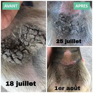 Pomada para a prevenção da quebra de pastilhas em cavalosEkin image-2