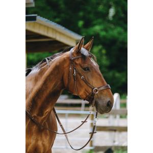 Hoofdstel Norton Bitless image-3