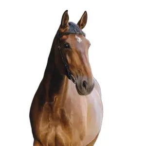 301804302-anatomiskt-utformat-ridtrans-norton-freedom-svart-hast