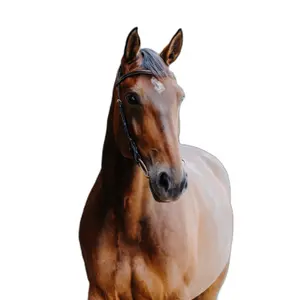 301804318-anatomiskt-utformat-ridtrans-norton-freedom-havanna-hast