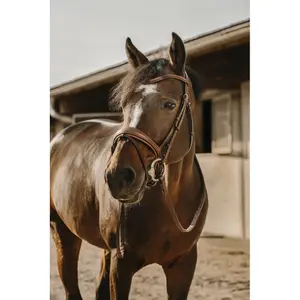 301907218-ridtrans-eric-thomas-visby-havanna