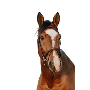 Hoofdstel Norton Club Easy image-1