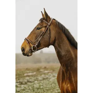 Hoofdstel Norton Club Easy image-2