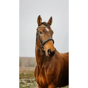 301914202-ridtrans-norton-club-diva-svart