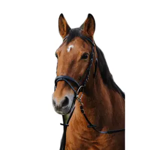 Anatomical training riding bridle Norton image-1