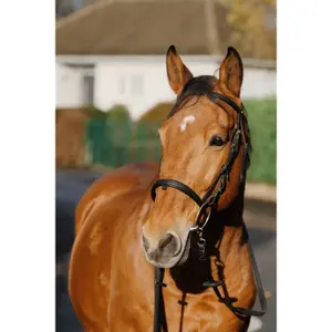 Anatomical training riding bridle Norton image-4