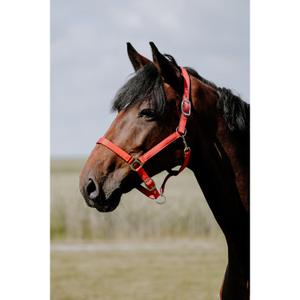 Lædergrime til hest Riding World Cushion image-1