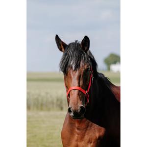 Lædergrime til hest Riding World Cushion image-2