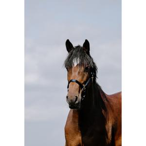 510258207-leren-halster-voor-paarden-riding-world-cushion-marine