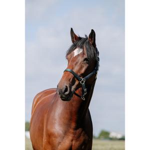 Lædergrime til hest Riding World Cushion image-1