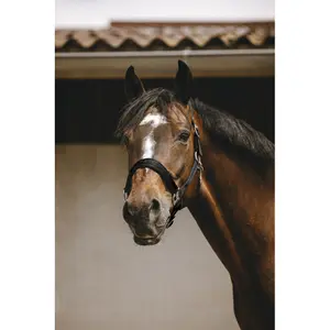 Halfter für Pferd Equithème Jacquard image-2