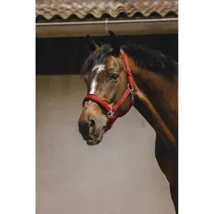 Halfter für Pferd Equithème Jacquard image-2