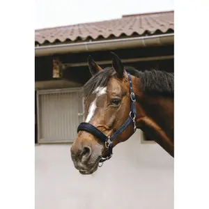 Halfter für Pferd Equithème Jacquard image-2