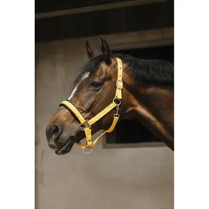 Halfter für Pferd Equithème Jacquard image-2