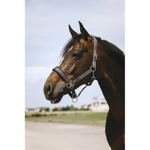 Halfter für Pferd Equithème Jacquard image-2