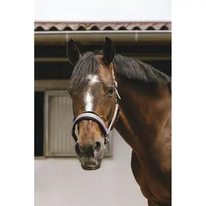 Halfter für Pferd Equithème Jacquard image-2