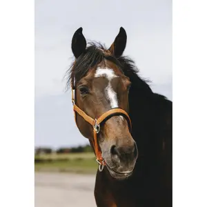 Halfter für Pferd Equithème Jacquard image-2