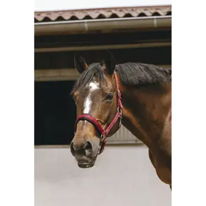 Halfter für Pferd Equithème Jacquard image-2