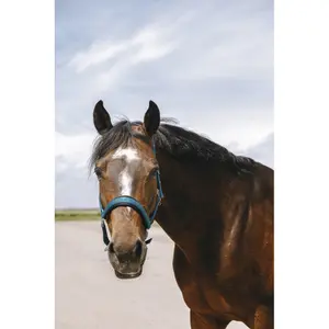 Halfter für Pferd Equithème Jacquard image-2