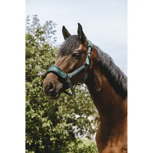 Halster voor paarden Equithème 3D Mesh image-2