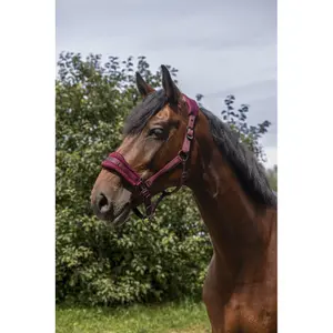 Halster voor paarden Equithème 3D Mesh image-2