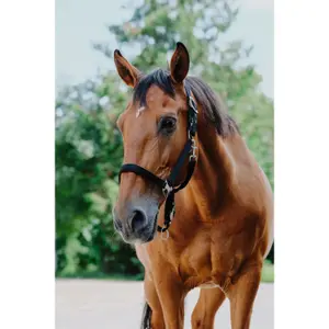 Grime til heste Equithème Protector image-2