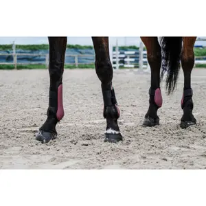 Gamaschen für Pferde, offen, Equithème Tara image-4