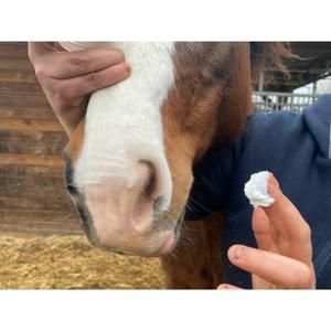 Sonnencreme für Pferde Animaderm Solaren image-2