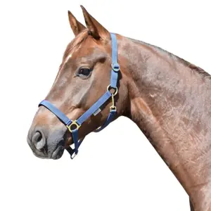 Cabresto para cavalo acabamento em latão EQuest Regular image-1