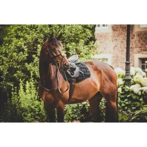 Tapis de selle pour cheval
EQuest Velvet Stone Legend image-4