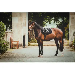 Tapis de selle pour cheval
EQuest Velvet Stone Legend image-5