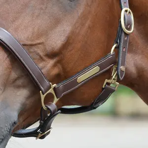 Cabeçada de couro para cavalo EQuest Inscribe image-1