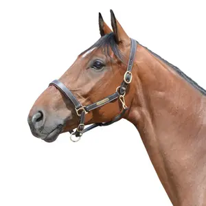 Cabeçada de couro para cavalo EQuest Inscribe image-0