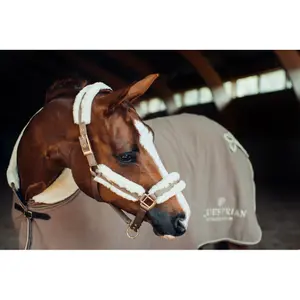 Halster och ledstång för häst Equestrian Stockholm image-2