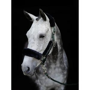 Juego de cabestro y correa para caballos Equestrian Stockholm image-2