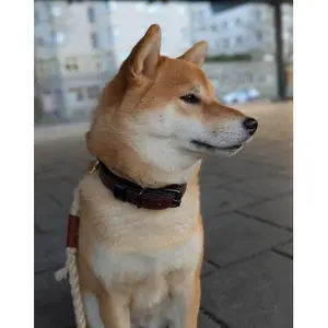 Hondenhalsband Equestrian Stockholm Clean image-2