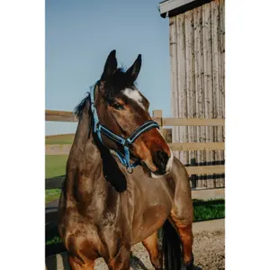 Halster voor paarden Equithème Strass image-2